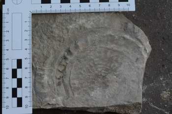 Ammonite fossil - 2