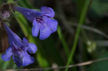 Close-up of Bugle in flower