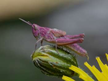 Purple form of Field Grasshopper