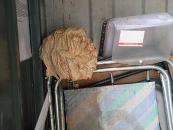 Hornets nest in storage container