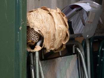 Hornets nest in container after door was finally opened