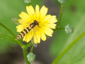 Hoverfly on wildflower