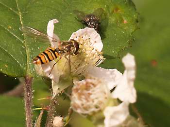 Insect on bramble flower