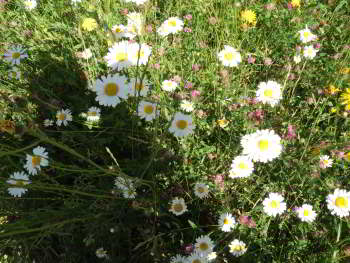 Variety of wildfowers in bloom in an area of long grass.